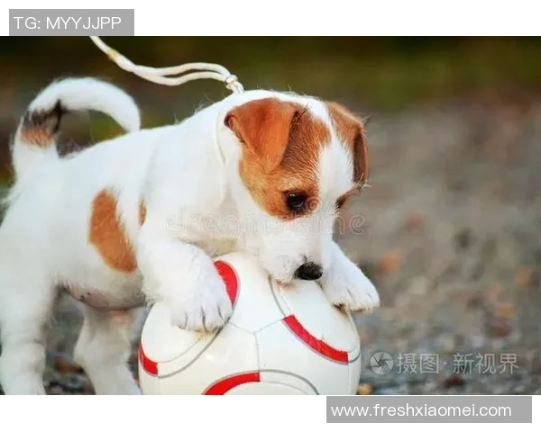 金毛犬陪伴下的足球明星生活揭秘与训练心得分享 金毛犬陪伴下的足球明星生活揭秘与训练心得分享